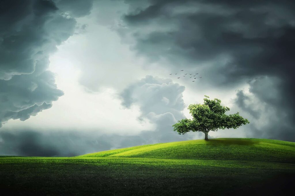 A single tree representing the individuality of people